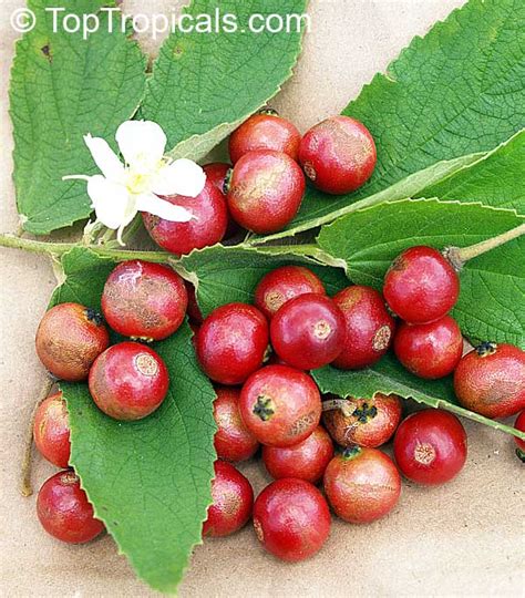 Panama Berry Strawberry Fruit Jamaican Cherry Seeds Muntingia Calabura