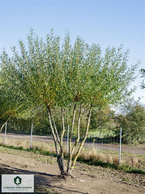 Salix Alba Chermesina Baumschule LvE