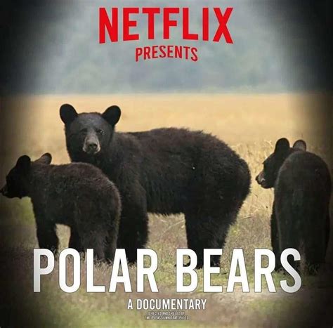 Netflix Polar Bears Documentary | Netflix | Polar bear, Bear meme ...