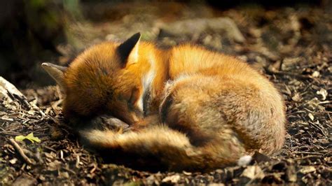 Download Baby Fox Wallpaper - Cute Baby Fox Sleeping On Itl.cat