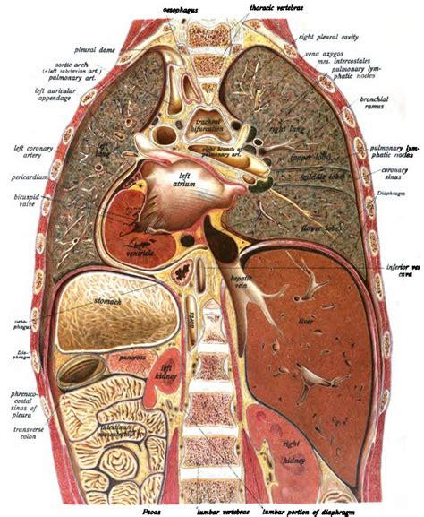 Regions Of The Thorax And Abdomen