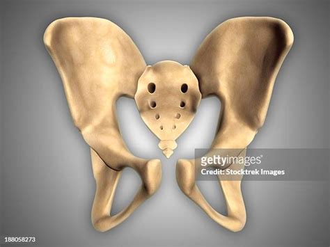 13 Ischial Spine Stock Photos High Res Pictures And Images Getty Images