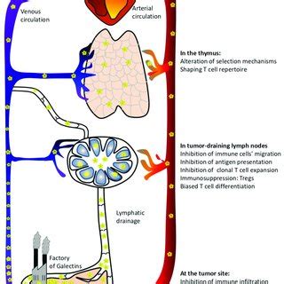 Galectin Driven Regulatory Circuits In The Tme Galectins Influence The