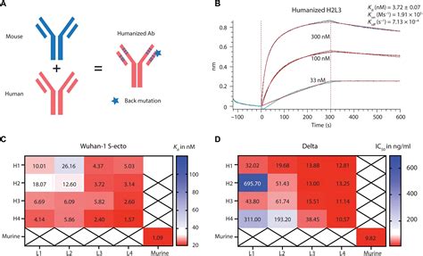 An Antibody That Neutralizes Sars Cov And Sars Cov By Binding To A