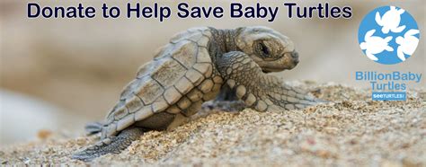 Sea Turtle Diet — SEE Turtles