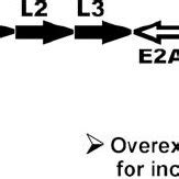 Nis Expression In Vitro A And B Hnis Specific Immunofluorescence