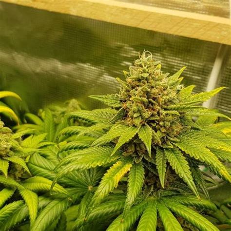 Sweet Seeds Gorilla Sherbet F1 Fast Version Grow Diary Journal Week12