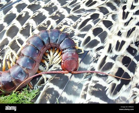 Amazonian Giant Centipede Scolopendra Gigantea Stock Photo Alamy