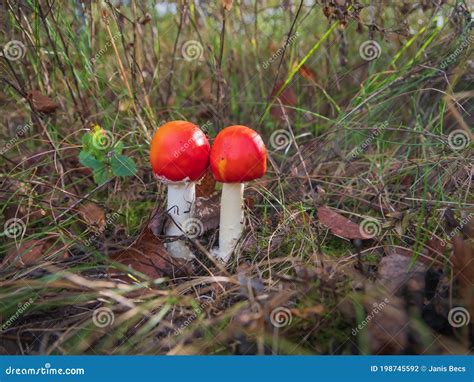 Twee Kleine Rode Vlieg Agarische Paddenstoelen In Een Gras Stock Foto