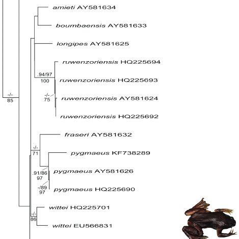 Phylogeny Of African Clawed Frogs Based On The S Mitochondrial Gene