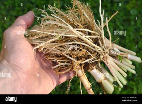 valerian root valeriana officinalis stock photo alamy