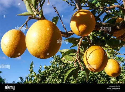 Orange Trees Costa Blanca Hi Res Stock Photography And Images Alamy