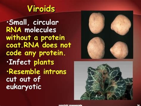 Chapter C Viruses And Other Acellular Infectious Agents Flashcards