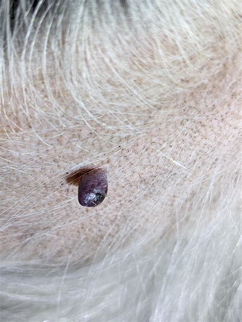 How Do I Know If My Dog Has A Tick Or A Skin Tag