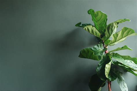 Causes And Solutions For Fiddle Leaf Fig Leaves Curling