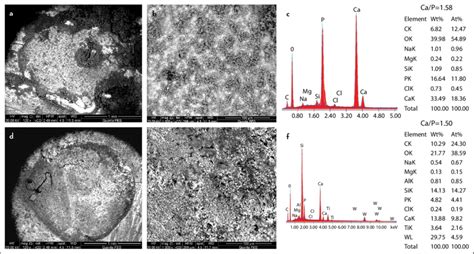 Morphology And Elemental Composition Of Surface Precipitates On