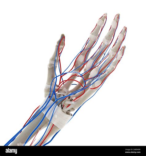 3D prestados ilustración médica exacta de los vasos sanguíneos de la