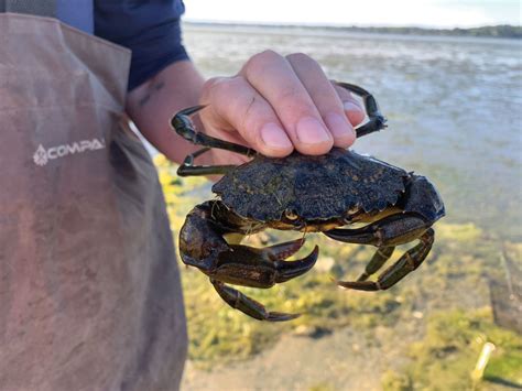 European Green Crab Invasive