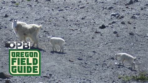 Mountain Goats Return To Mount St Helens Youtube