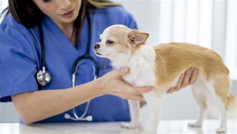 Folliculitis In Dogs: Symptoms, Causes, & Treatments - DogTime