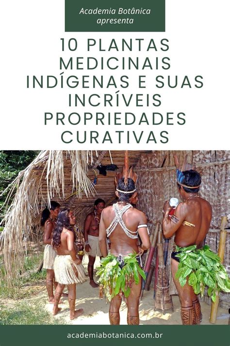 Plantas Medicinais Indígenas E Suas Funções - 10 Plantas Medicinais Indígenas e Suas Incríveis Propriedades | Plantas ...