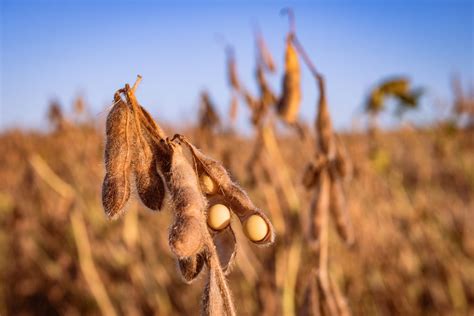 Produção de soja no Brasil em 2024 25 deve crescer 12 calcula Datagro