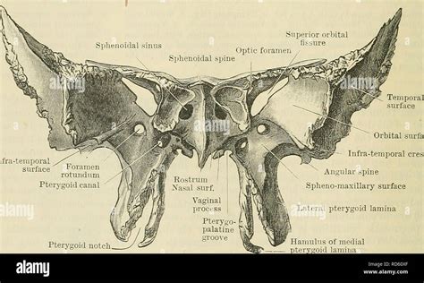 Scaphoid fossa hi-res stock photography and images - Alamy