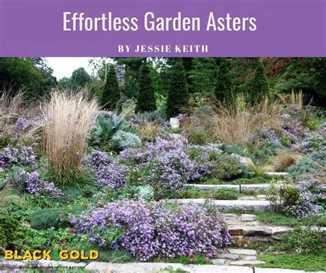 Effortless Garden Asters – Black Gold