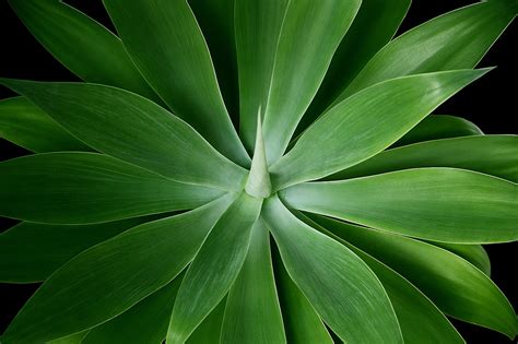 Agave attenuata spiglys augalas žalias gamta nemokamos nuotraukos