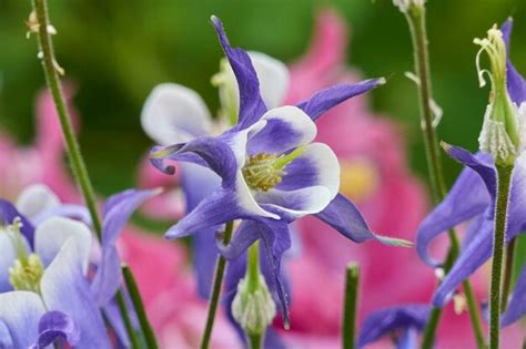 Premium Photo Aquilegia Flower In Bloom In The Garden