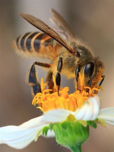 Abelha Na Flor Apicoltura Fotografia Di Fiori Arte Dell Ape