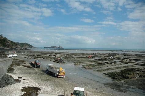 Oyster farming - Alchetron, The Free Social Encyclopedia