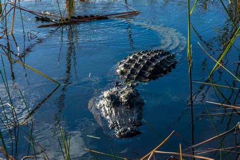 14 Amazing Facts About Alligators