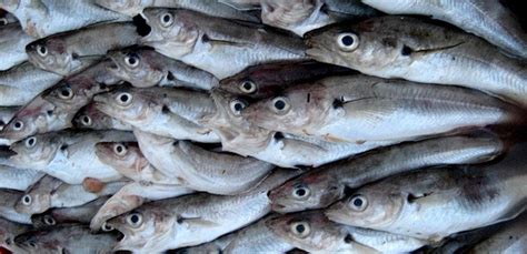 Pour sauver les poissons faut il arrêter den manger