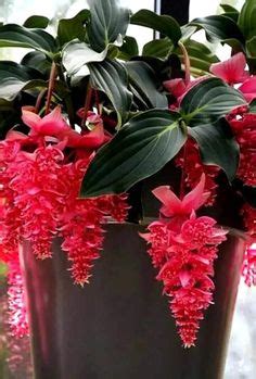 840 Malaysia Orchid ideas | orchids, plants, planting flowers