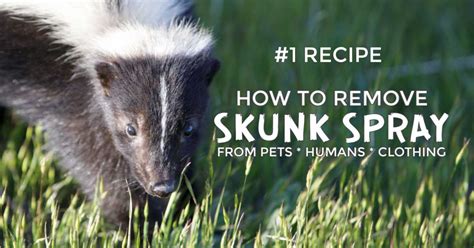 Skunk Smell Removal Recipe Hydrogen Peroxide | Besto Blog