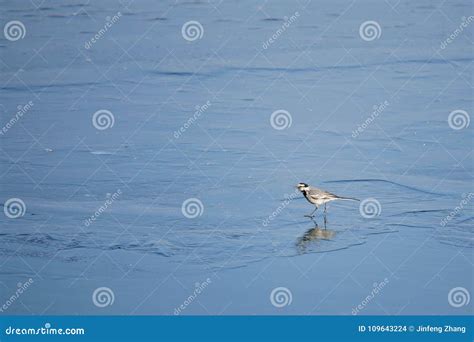 White Wagtail Stock Photo Image Of Motacilla Life 109643224