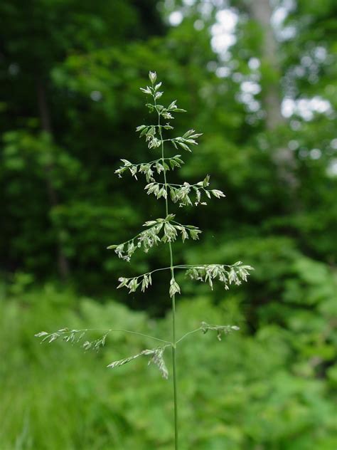 Poa pratensis (Kentucky blue grass): Go Botany