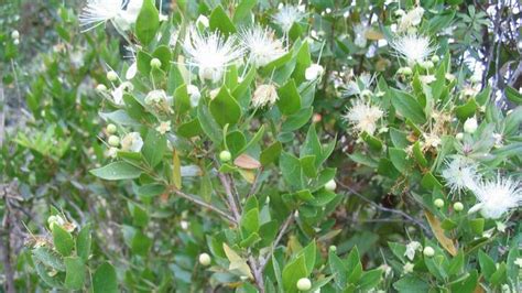 whorled leaf arrangement | botany | Britannica