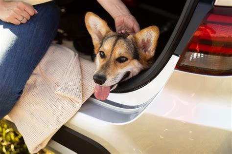 Descubra como levar cachorro no avião e aproveitar a viagem ao lado do