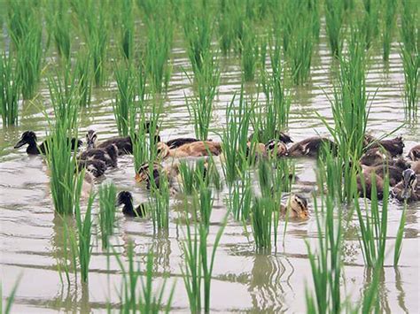 Ducks Wade Through Paddy Fields To Bump Up Profits Vikalp Sangam