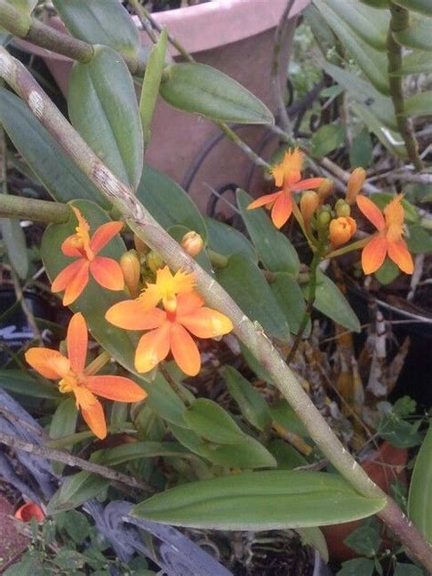 Delicate And Tiny Orange Orchids In Full Bloom