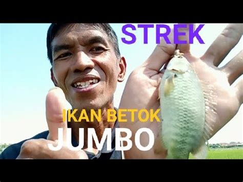 Mancing Ikan Betok Dapat Ikan Betok Jumbo Mantap Pokokke Mancing