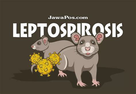 Leptospirosis Menyebar Ke Kabupaten Kota Jawa Timur Jawa Pos