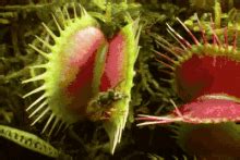 Venus Fly Trap Gif