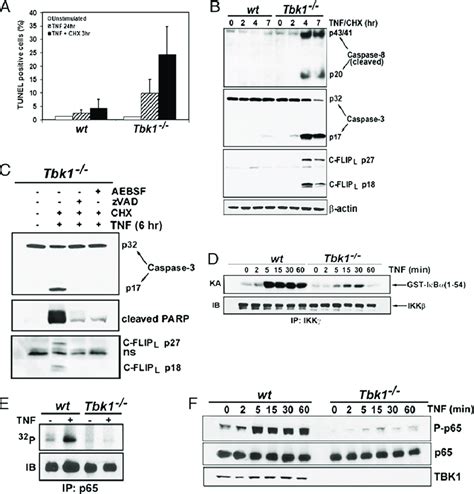 Tbk Protects Mefs From Tnf Induced Apoptosis And Modulates