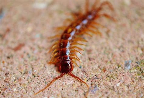 Best Centipede Traps For Indoors - How I Get Rid Of