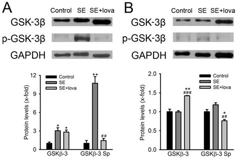 The Gsk 3β Protein Expression And Phosphorylation Levels From Control Download Scientific