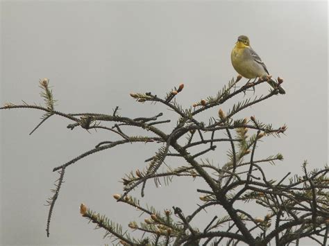 Citrine Wagtail Erlangshan Sichuan Province China Flickr