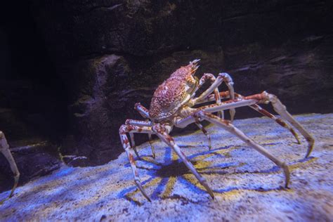 Giant crab - Photo #7683 - motosha | Free Stock Photos